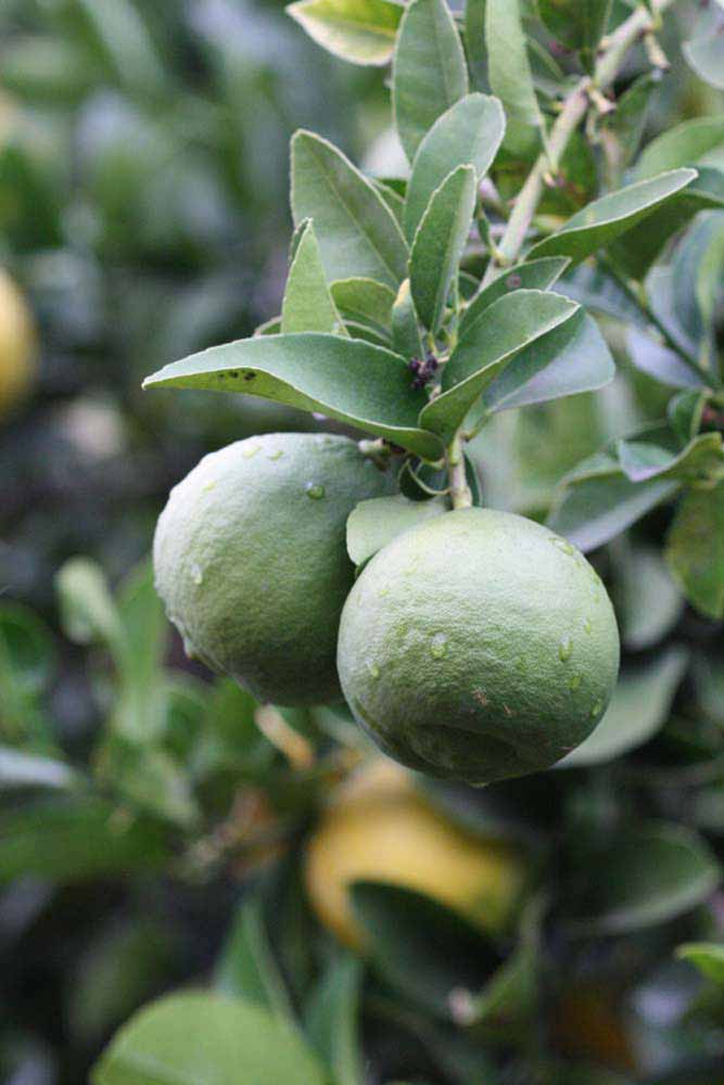              Immature fruit (Riverside, CA)       